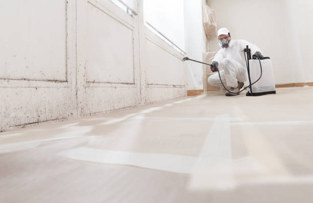 Black mold remediation team in West Islip
